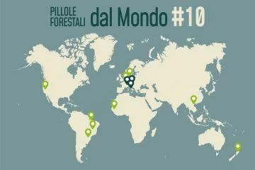 Pillole forestali dal mondo #10 - Dall’AI per le specie legnose ai fulmini che insegnano a prevenire gli incendi